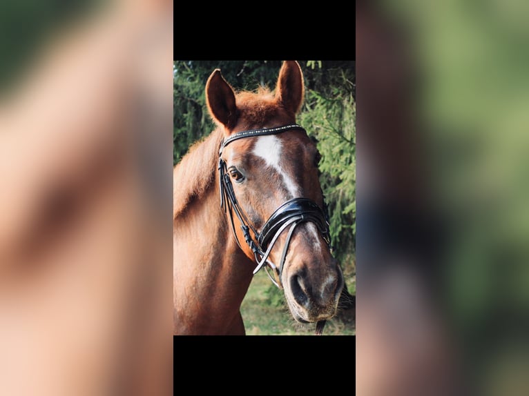 Zweibruecker Gelding 21 years 16 hh Chestnut in Heilsbronn