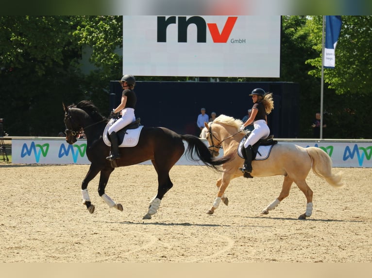 Zweibruecker Gelding 6 years 16,3 hh Bay-Dark in Morscheid