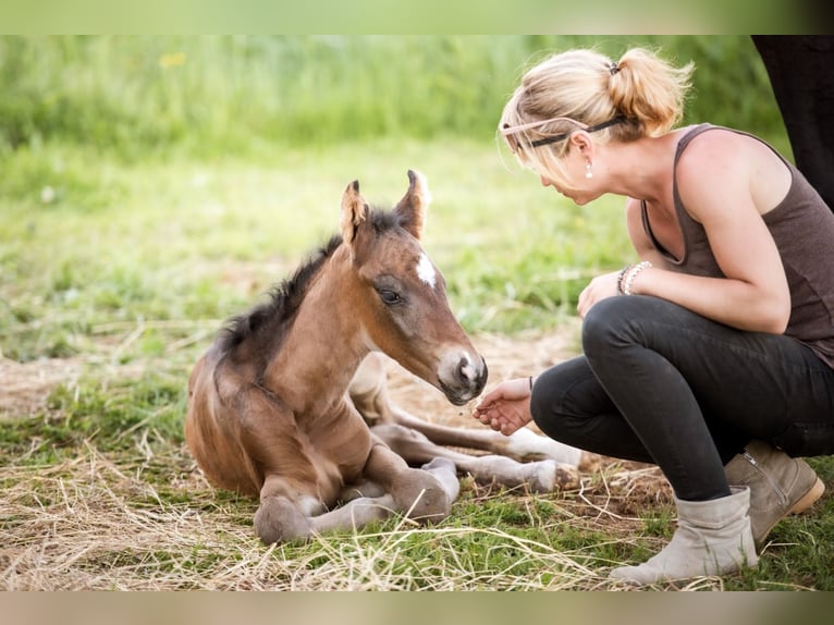 Zweibruecker Gelding 6 years 16,3 hh Bay-Dark in Morscheid
