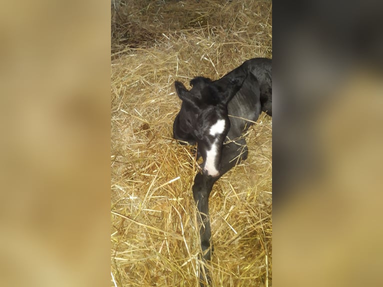 Zweibruecker Gelding 6 years 17 hh Black in Montabaur