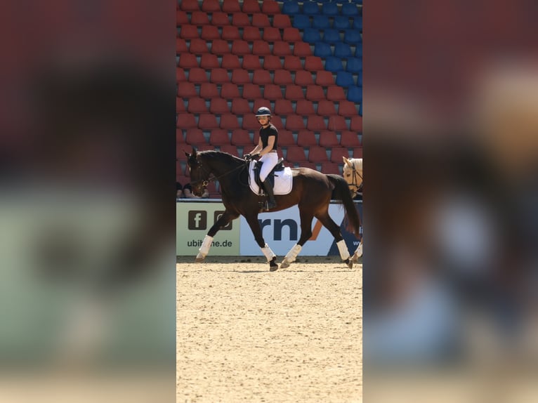 Zweibruecker Gelding 7 years 16.3 hh Bay-Dark in Morscheid