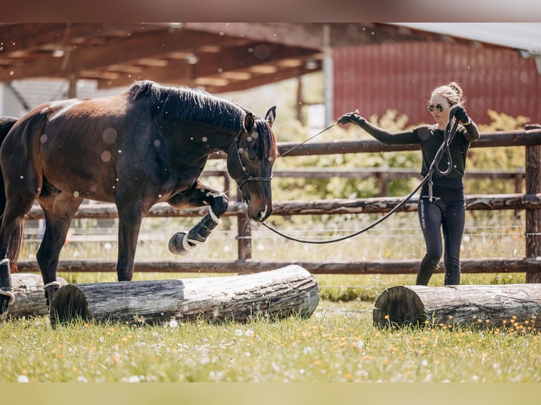 Zweibruecker Gelding 7 years 16.3 hh Bay-Dark in Morscheid