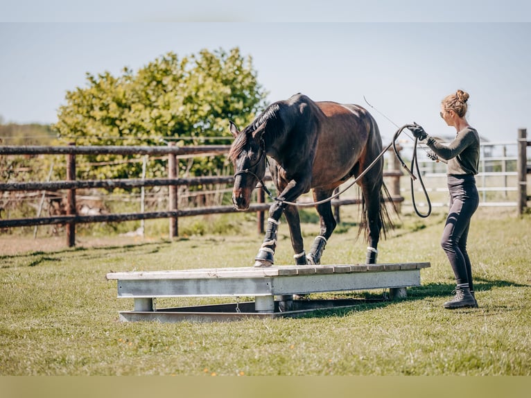 Zweibruecker Gelding 7 years 16.3 hh Bay-Dark in Morscheid