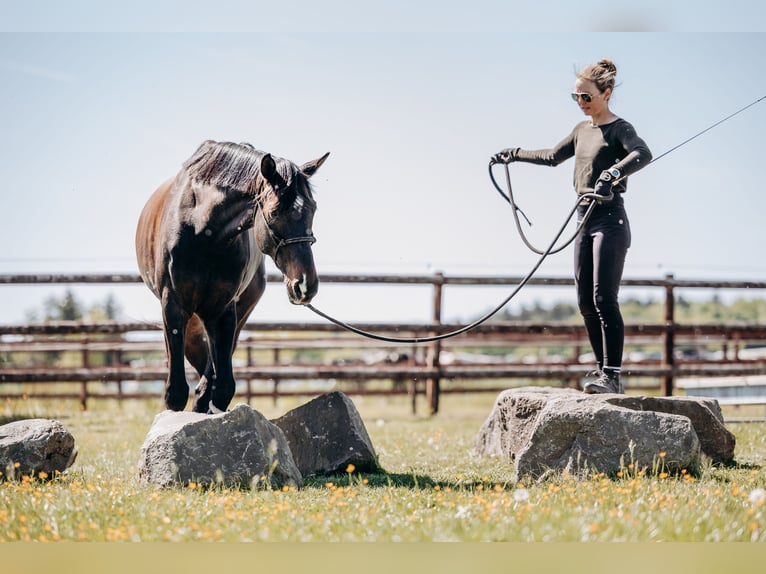 Zweibruecker Gelding 7 years 16,3 hh Bay-Dark in Morscheid