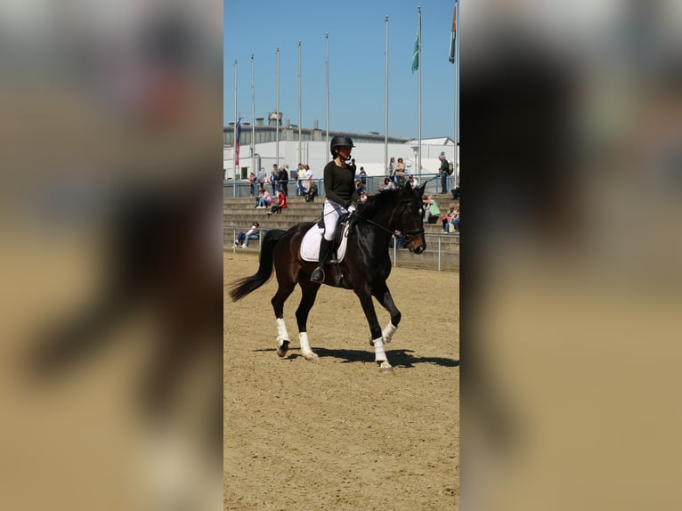 Zweibruecker Gelding 7 years 16,3 hh Bay-Dark in Morscheid
