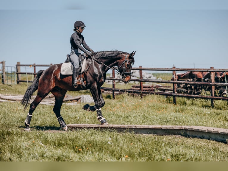 Zweibruecker Gelding 7 years 16,3 hh Bay-Dark in Morscheid
