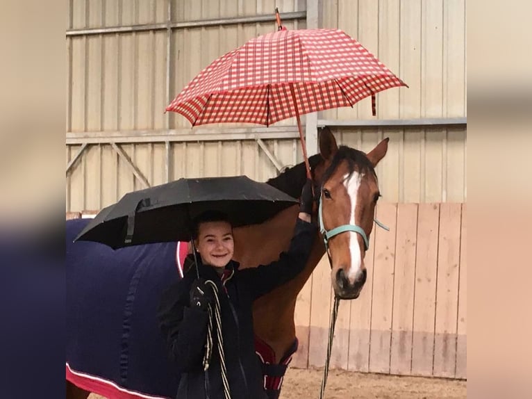 Zweibrücker Giumenta 13 Anni 168 cm Baio in Kirchheimbolanden