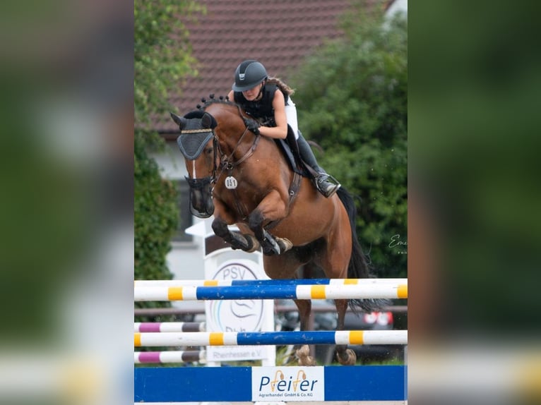 Zweibrücker Giumenta 13 Anni 168 cm Baio in Kirchheimbolanden