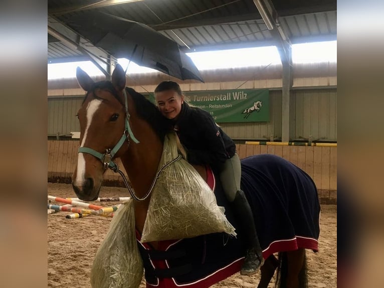 Zweibrücker Giumenta 13 Anni 168 cm Baio in Kirchheimbolanden