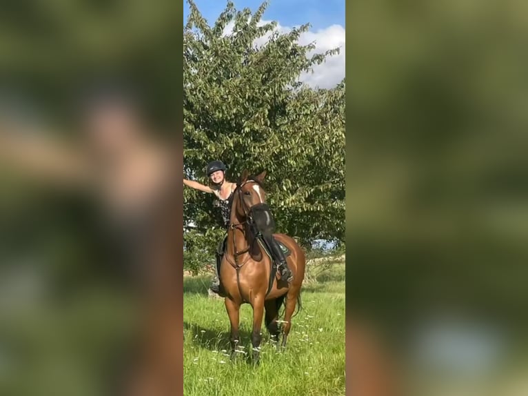 Zweibrücker Giumenta 13 Anni 168 cm Baio in Kirchheimbolanden