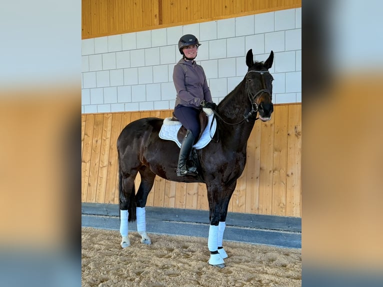 Zweibrücker Giumenta 13 Anni 168 cm Baio scuro in Heidelberg