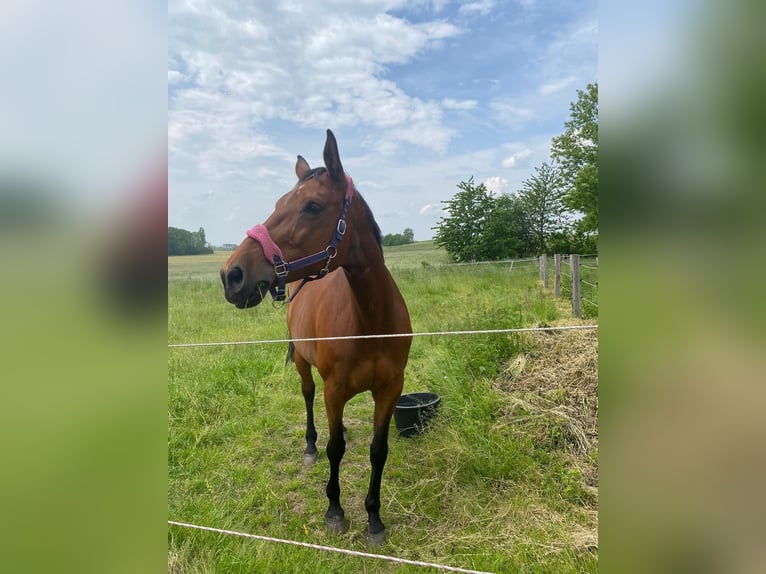 Zweibrücker Giumenta 13 Anni 175 cm Baio in Zeithain