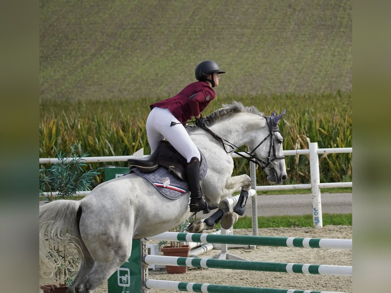 Zweibrücker Giumenta 13 Anni 176 cm Grigio pezzato in Vöcklabruck