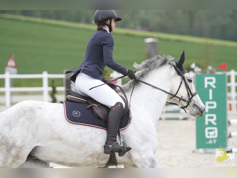 Zweibrücker Giumenta 13 Anni 176 cm Grigio pezzato in Vöcklabruck