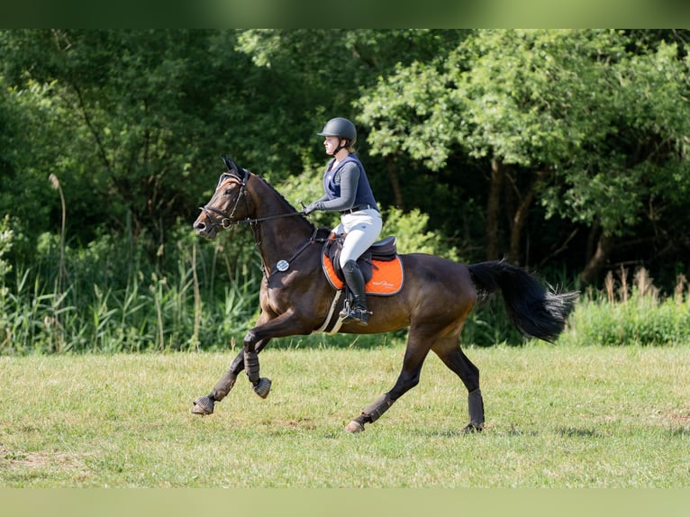 Zweibrücker Giumenta 14 Anni 166 cm Baio nero in Wiesbaden