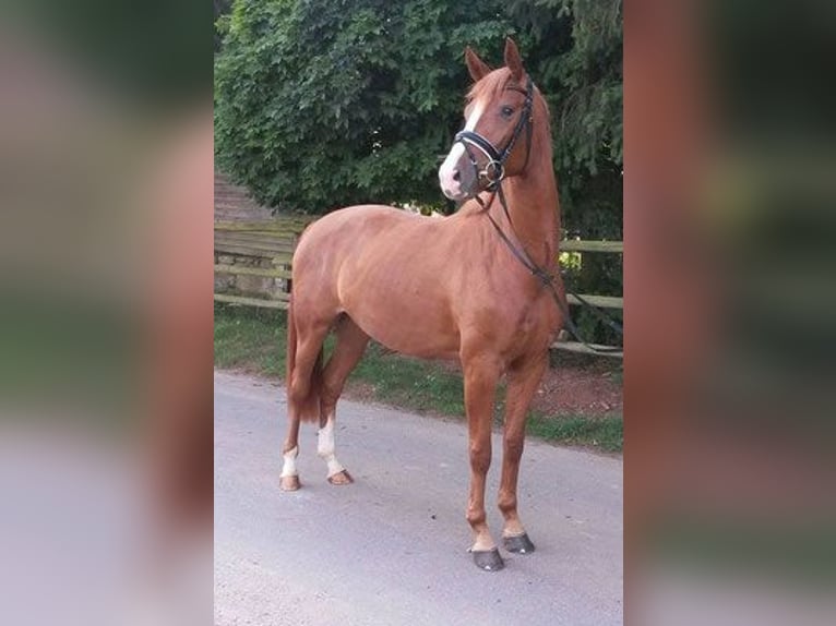 Zweibrücker Giumenta 14 Anni 167 cm Sauro in Hetzerath