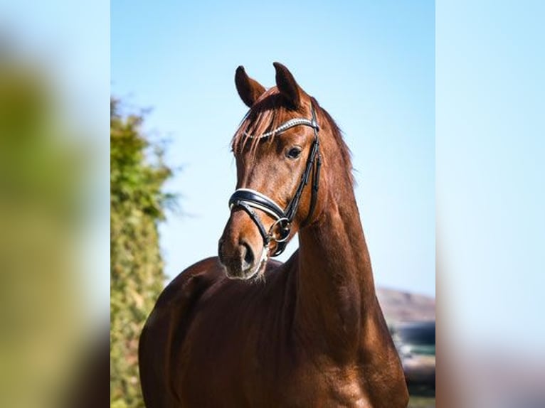 Zweibrücker Giumenta 14 Anni 170 cm Baio in Hetzerath