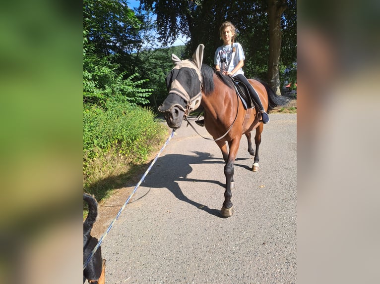 Zweibrücker Giumenta 14 Anni 172 cm Baio in Koblenz