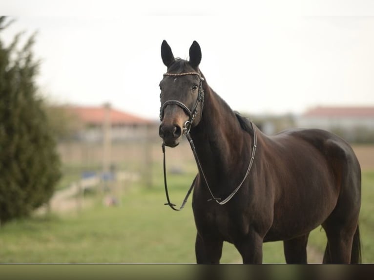 Zweibrücker Giumenta 15 Anni 166 cm Baio nero in Wiesbaden