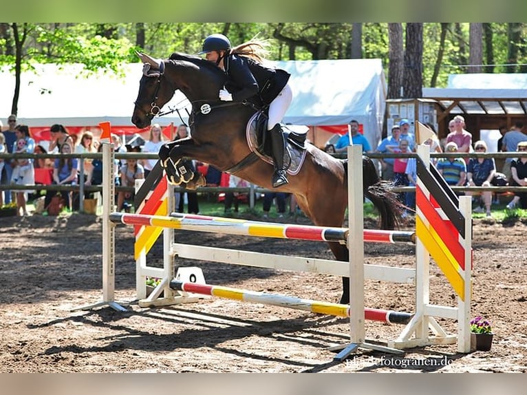 Zweibrücker Giumenta 15 Anni 166 cm Baio nero in Wiesbaden