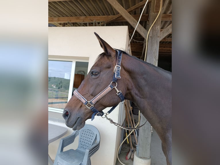 Zweibrücker Giumenta 16 Anni 160 cm Baio nero in Forges-les-Bains