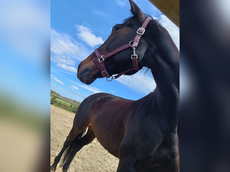 Zweibrücker Giumenta 16 Anni 160 cm Baio nero in Forges-les-Bains