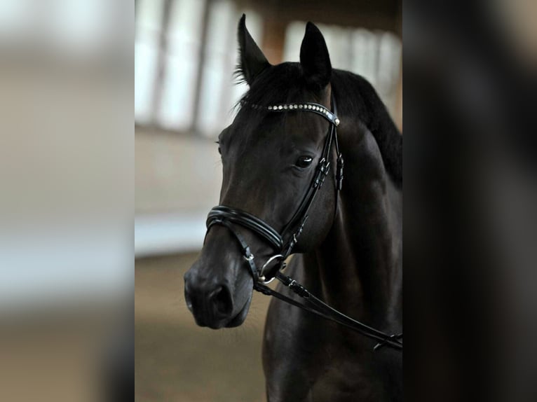 Zweibrücker Giumenta 16 Anni 173 cm Baio scuro in Trier