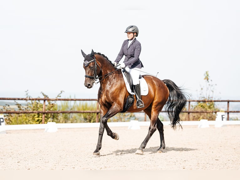 Zweibrücker Giumenta 16 Anni 173 cm Baio scuro in Trier