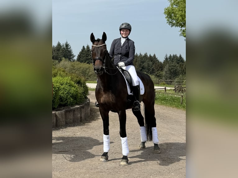 Zweibrücker Giumenta 16 Anni 173 cm Baio scuro in Trier