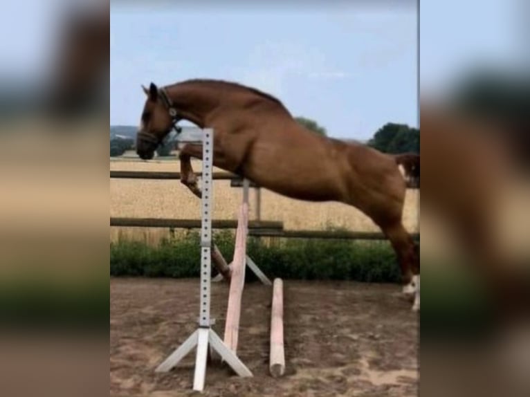 Zweibrücker Giumenta 17 Anni 166 cm Sauro in Kalefeld