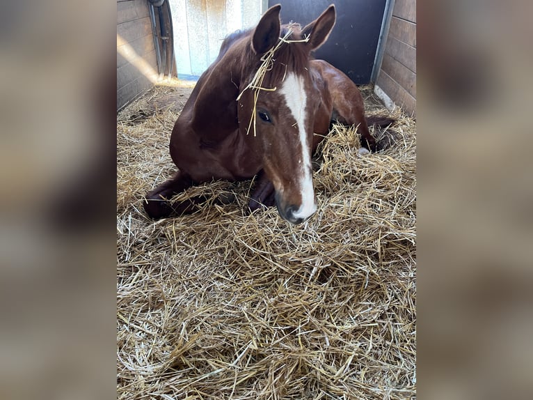 Zweibrücker Giumenta 17 Anni 170 cm Sauro in Kirkel