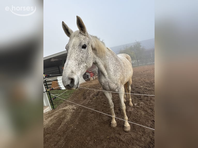 Zweibrücker Giumenta 18 Anni 176 cm Grigio trotinato in Spalt