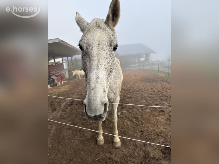 Zweibrücker Giumenta 18 Anni 176 cm Grigio trotinato in Spalt