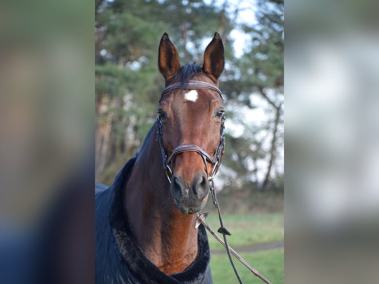 Zweibrücker Giumenta 19 Anni 174 cm Baio in Homburg