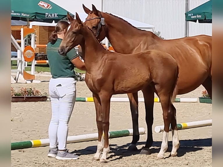 Zweibrücker Giumenta 1 Anno 170 cm Sauro scuro in Neupotz