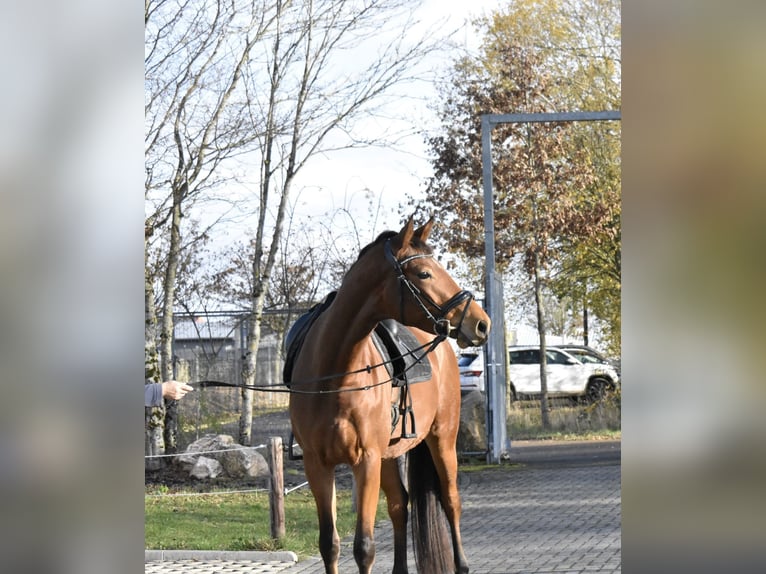 Zweibrücker Giumenta 4 Anni 165 cm Baio in Osburg