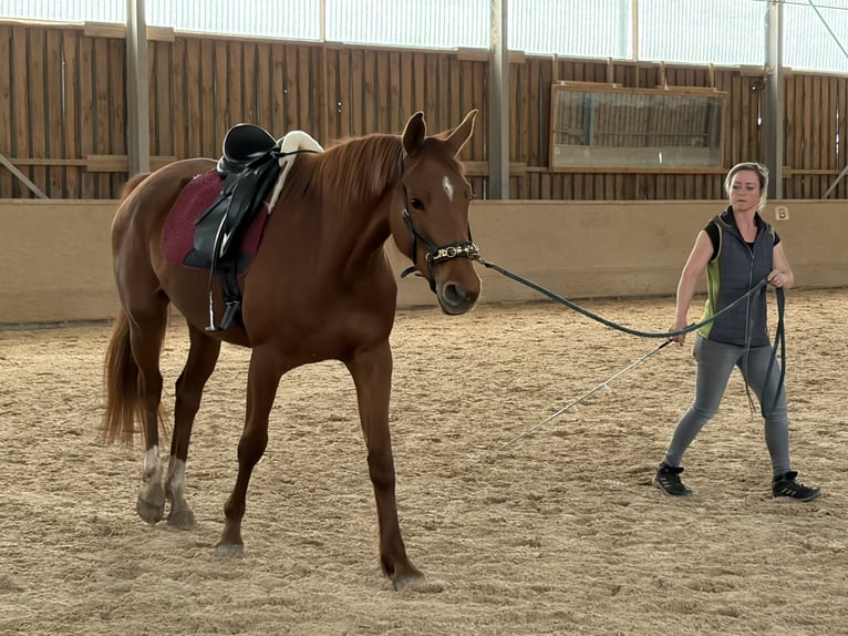 Zweibrücker Giumenta 4 Anni 165 cm Sauro in Freudenburg