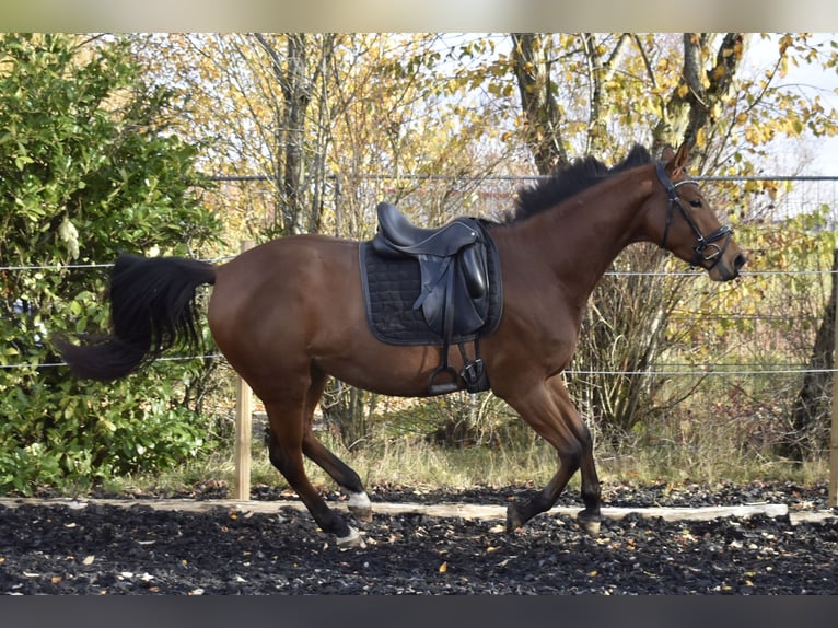 Zweibrücker Giumenta 5 Anni 165 cm Baio in Osburg