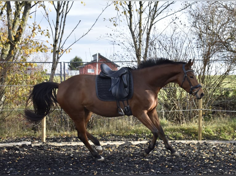 Zweibrücker Giumenta 5 Anni 165 cm Baio in Osburg