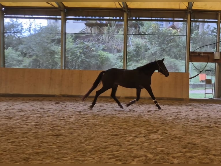 Zweibrücker Giumenta 5 Anni 170 cm Baio scuro in Völklingen