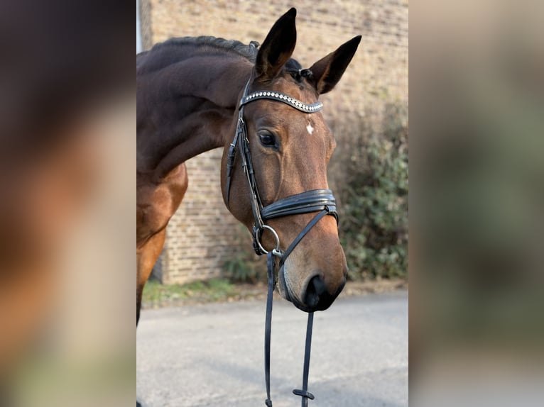 Zweibrücker Giumenta 8 Anni 175 cm Baio in Niederkassel