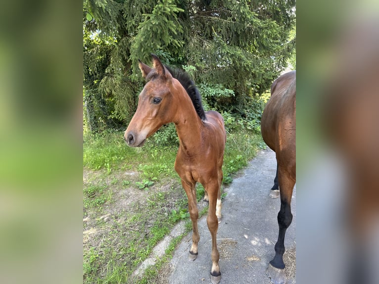 Zweibrücker Giumenta Puledri
 (05/2024) Baio in Pillig