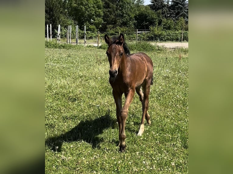 Zweibrücker Giumenta Puledri
 (05/2024) Baio in Pillig