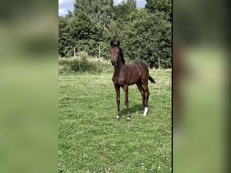 Zweibrücker Giumenta Puledri
 (05/2024) Baio in Pillig