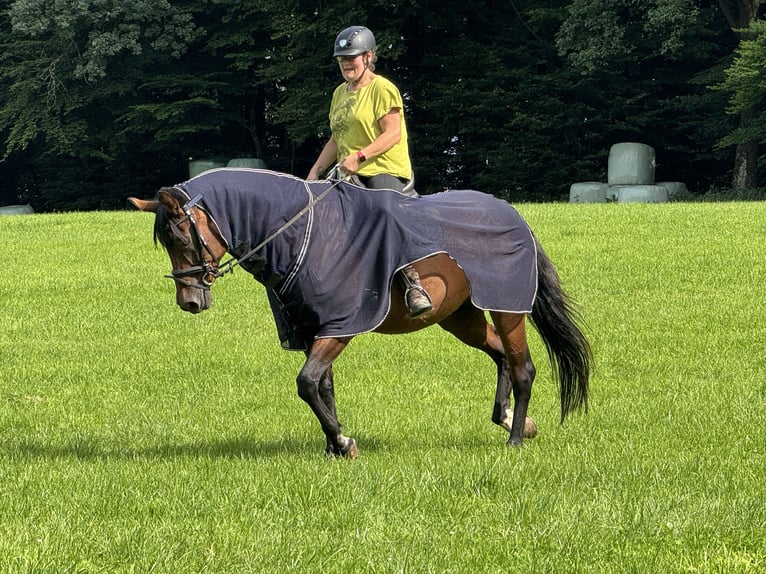 Zweibrücker Hengst 17 Jaar 180 cm Bruin in Lindlar