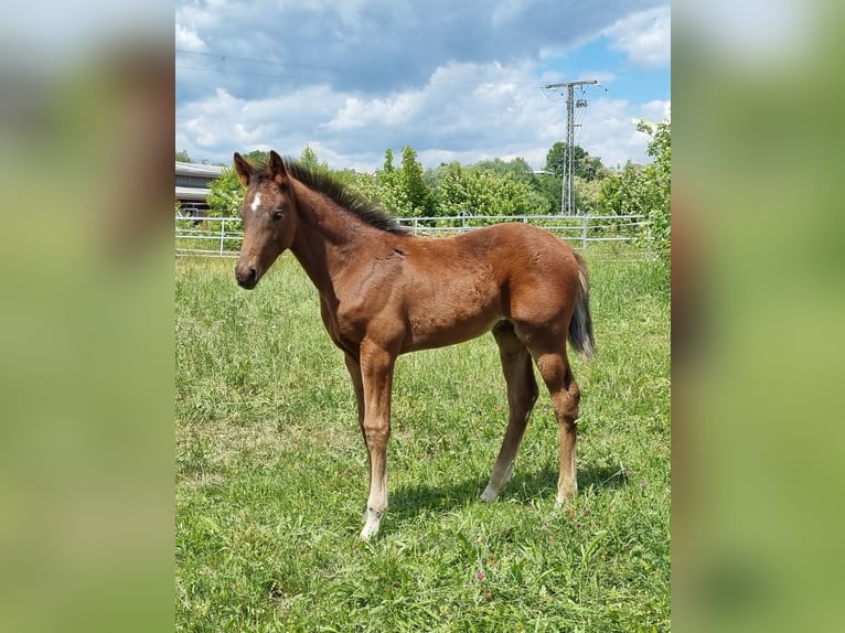 Zweibrücker Hengst 1 Jaar Bruin in Neupotz