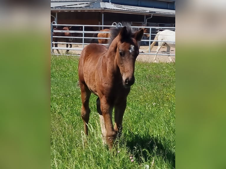 Zweibrücker Hengst Veulen (03/2025) Bruin in Neupotz