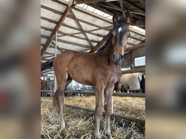 Zweibrücker Hengst veulen (04/2024) Bruin in Illingen