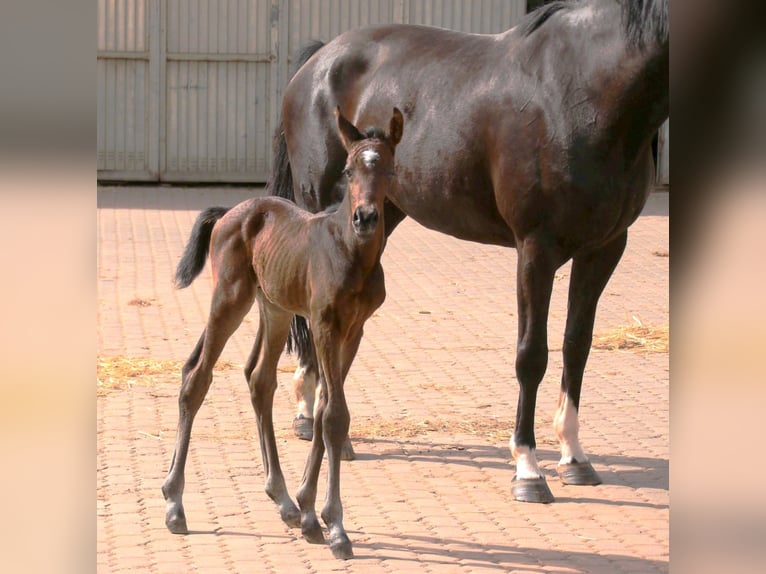 Zweibrücker Hingst Föl (04/2024) Brun in Illingen