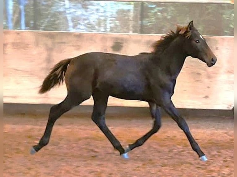 Zweibrücker Hingst Föl (04/2024) Brun in Illingen